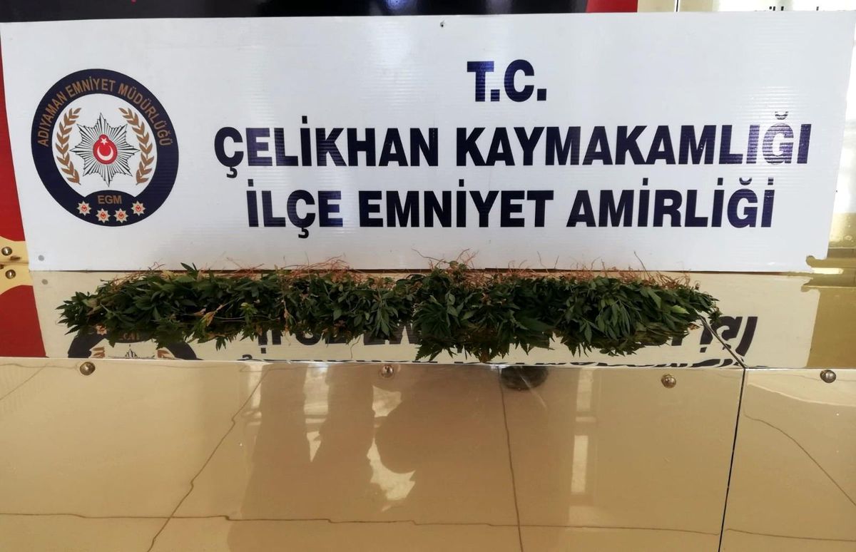Çelikhan\'da kenevir bitkisi ele geçirildi