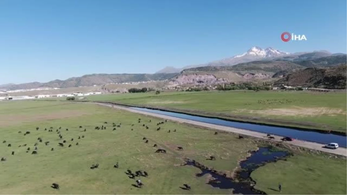 Son dakika haberi: Erciyes Dağı eteğinde manda, koyun ve yılkı atlarının görsel şovu