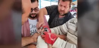 Gagasına misina dolanan martıyı balıkçılar kurtardı