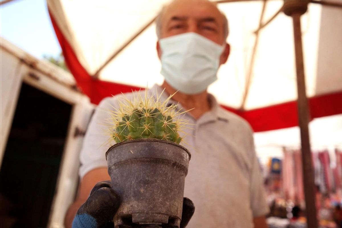 Kaktüse olan ilgi pandemi döneminde daha da arttı