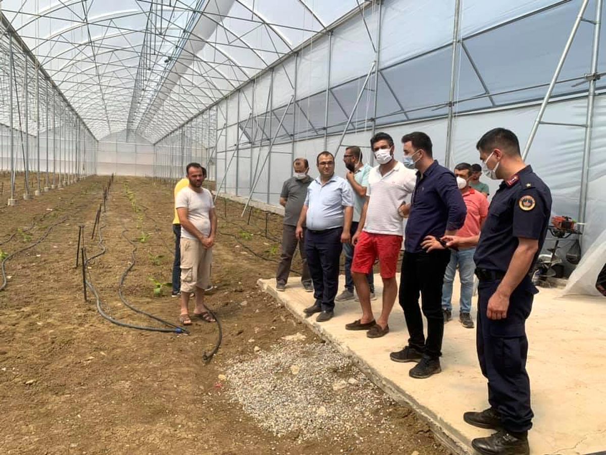 Karaisalı\'da muz üretimi artıyor