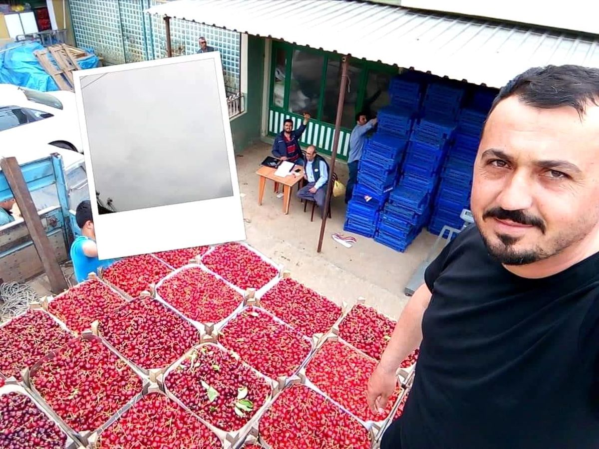 Mevsimin ilk karabodur kirazı görücüye çıktı