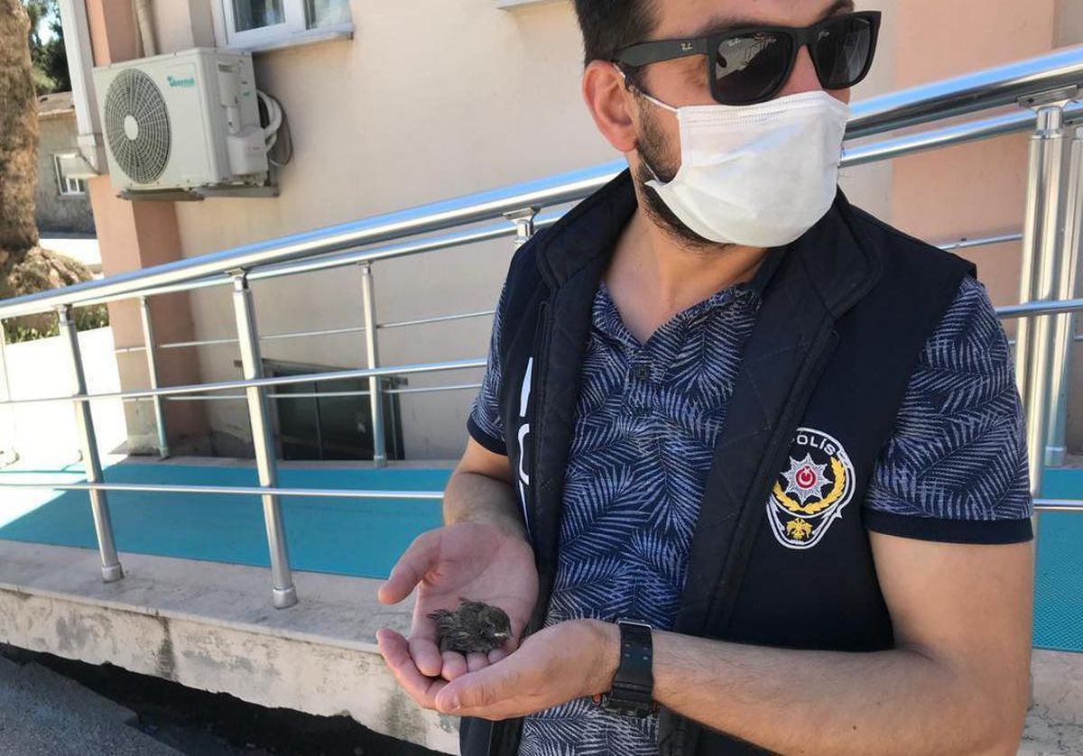 Sakarya\'da polis çatıdan düşen yavru kuşları tedavi ettirdi