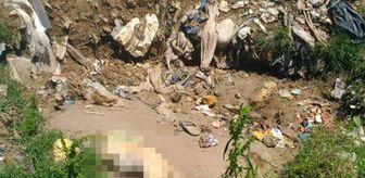 Sokak hayvanlarını beslemek için çöplüğe gidenler 17 köpek ölüsü buldu