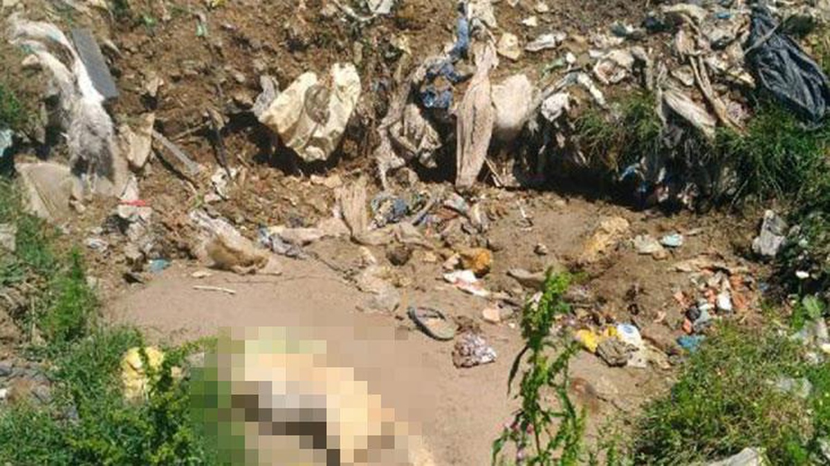 Sokak hayvanlarını beslemek için çöplüğe gidenler 17 köpek ölüsü buldu
