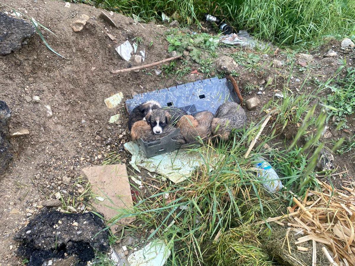 Yavru köpekler bakıma alındı