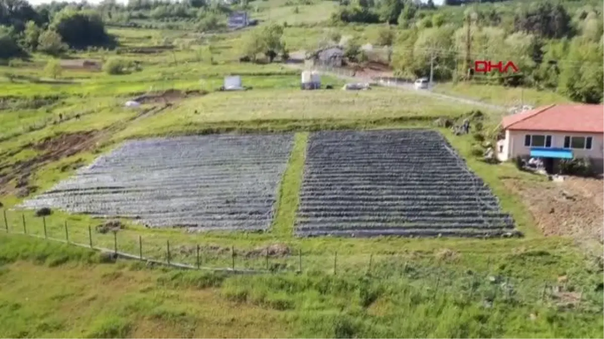 ZONGULDAK TARLADAYKEN ALICI BULAN OSMANLI ÇİLEĞİNDE HASAT BAŞLADI