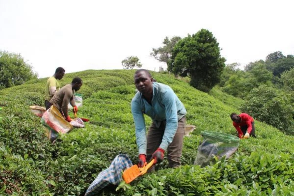 Afrikalı işçiler bu yıl da çay hasadında