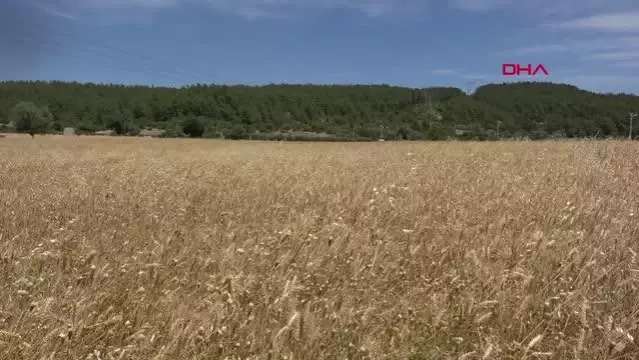 ANTALYA SERİK'TE BUĞDAY HASADI BAŞLADI