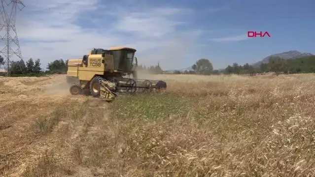 ANTALYA SERİK'TE BUĞDAY HASADI BAŞLADI