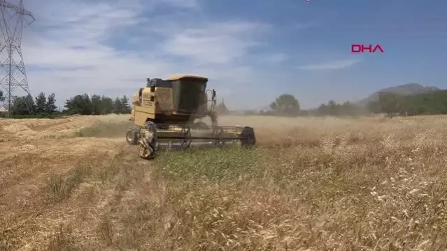 ANTALYA SERİK'TE BUĞDAY HASADI BAŞLADI