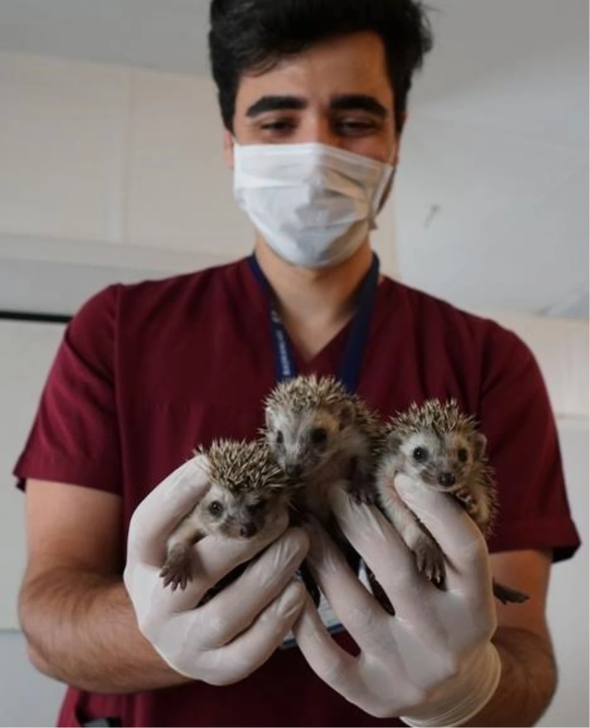 Bodrum\'da üç yavru kirpi korumaya alındı