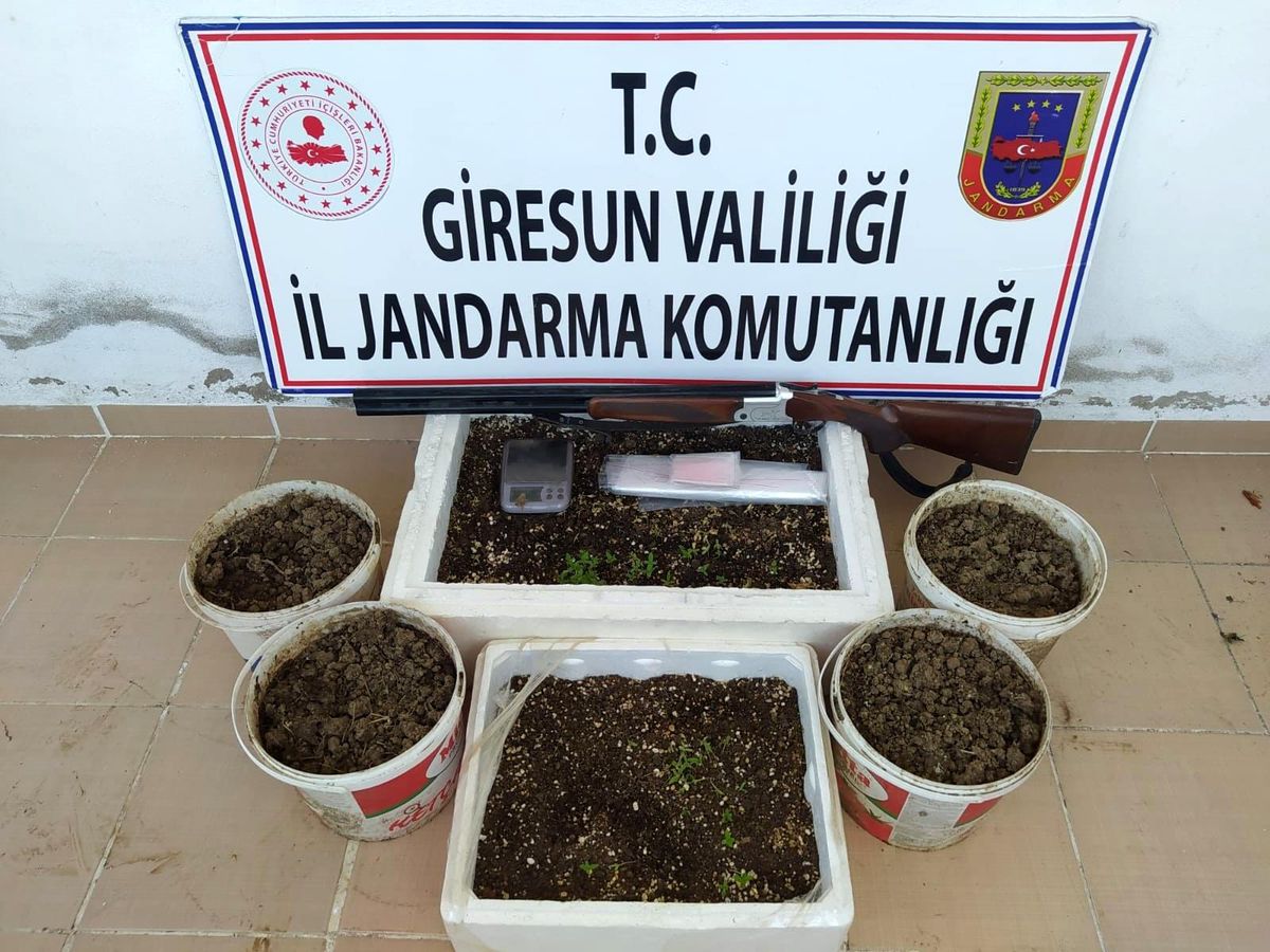 Giresun\'da 198 kök kenevir bitkisi ele geçirildi