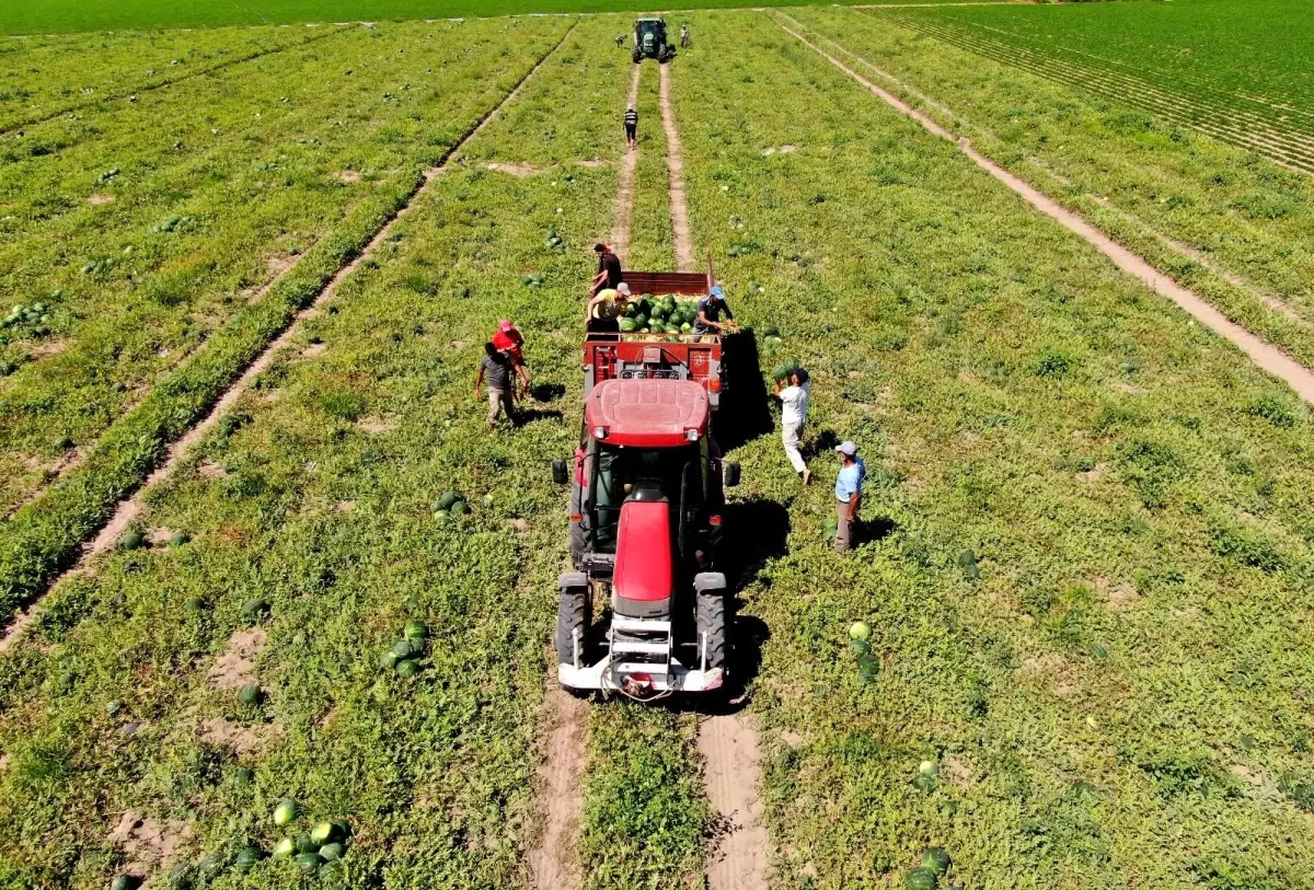 "Ham karpuz timleri" tarlalarda görev başında