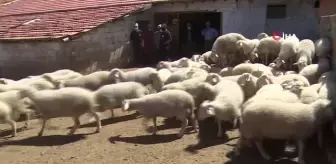 Ispartalılar pırıt koyununa yöneldi