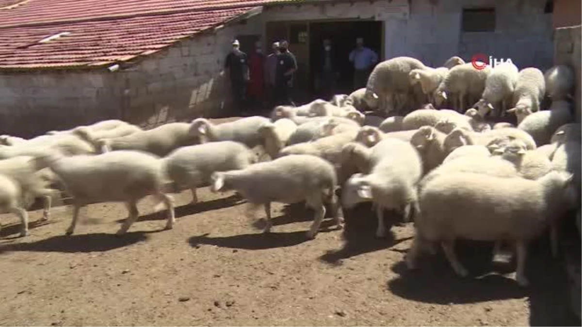 Ispartalılar pırıt koyununa yöneldi