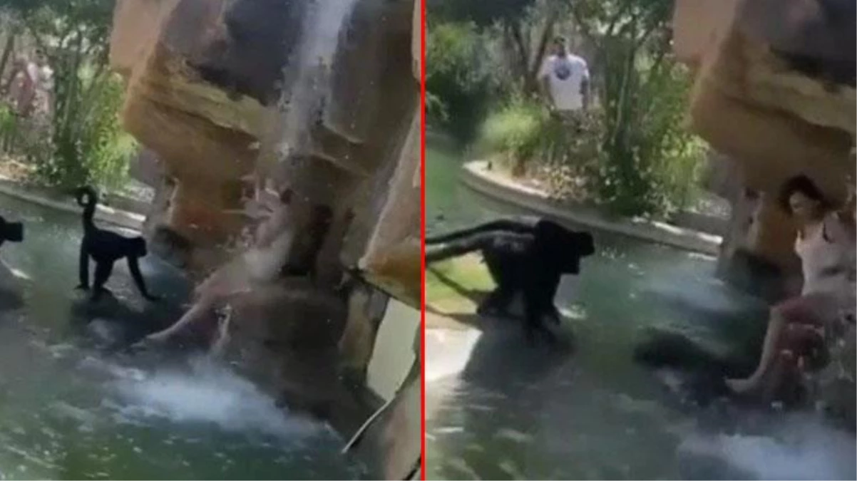 İzleyen herkes hayrete düştü! Genç kadın kendini bir anda maymun dolu havuza attı