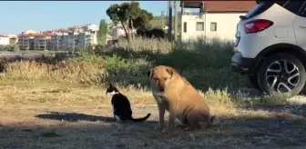 Kedi ile köpeğin dostluğu