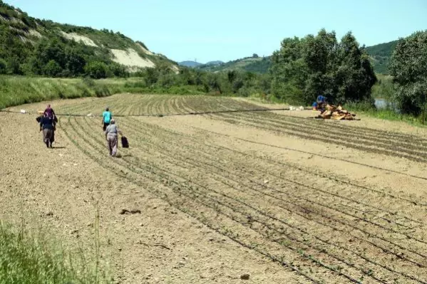 Köyünde 2,7 milyon liralık yatırımla tarıma başladı, 20 kadını istihdam etti