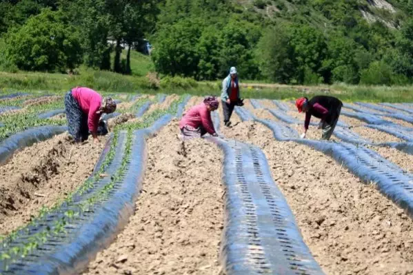 Köyünde 2,7 milyon liralık yatırımla tarıma başladı, 20 kadını istihdam etti