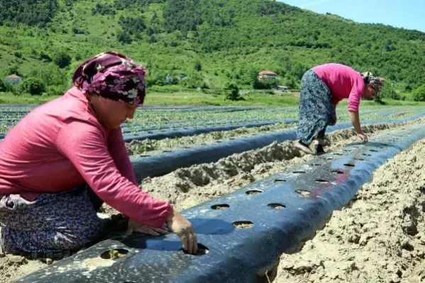 Köyünde 2,7 milyon liralık yatırımla tarıma başladı, 20 kadını istihdam etti