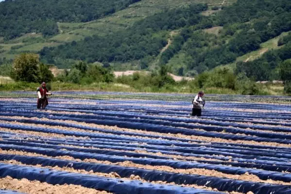 Köyünde 2,7 milyon liralık yatırımla tarıma başladı, 20 kadını istihdam etti