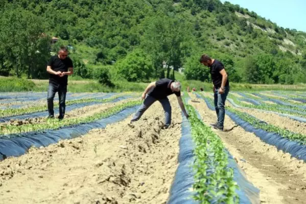 Köyünde 2,7 milyon liralık yatırımla tarıma başladı, 20 kadını istihdam etti