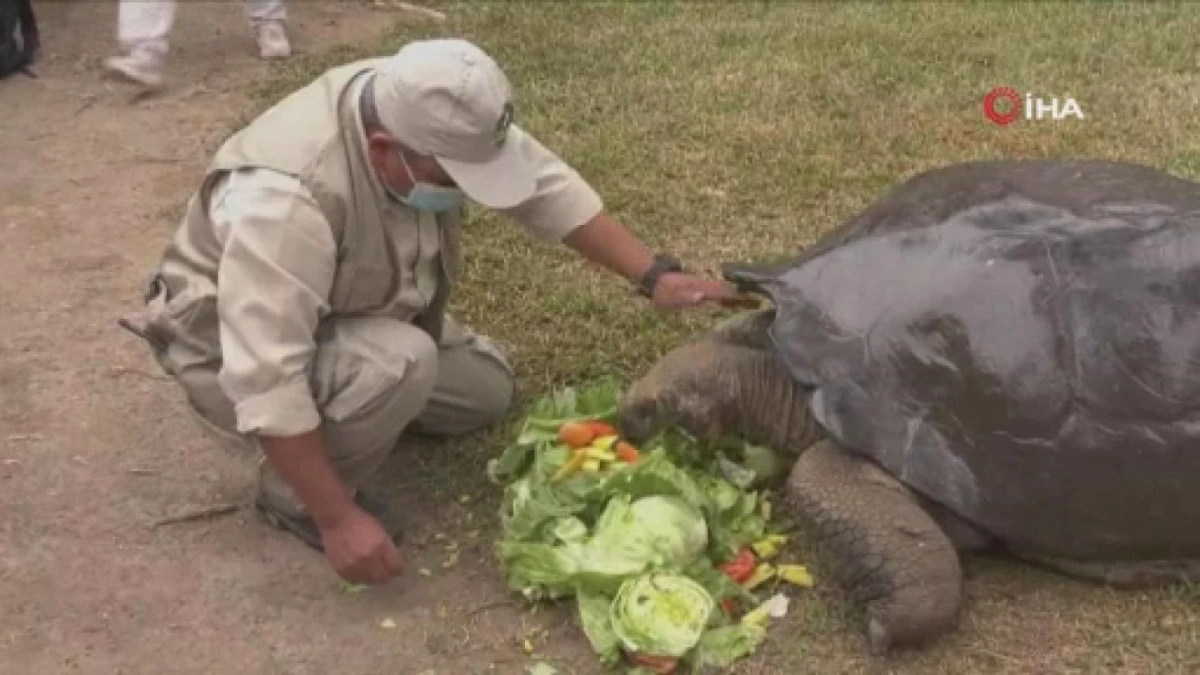 Peru\'da 100 yaşını aşkın kaplumbağa ziyaretçilerin ilgi odağı oldu