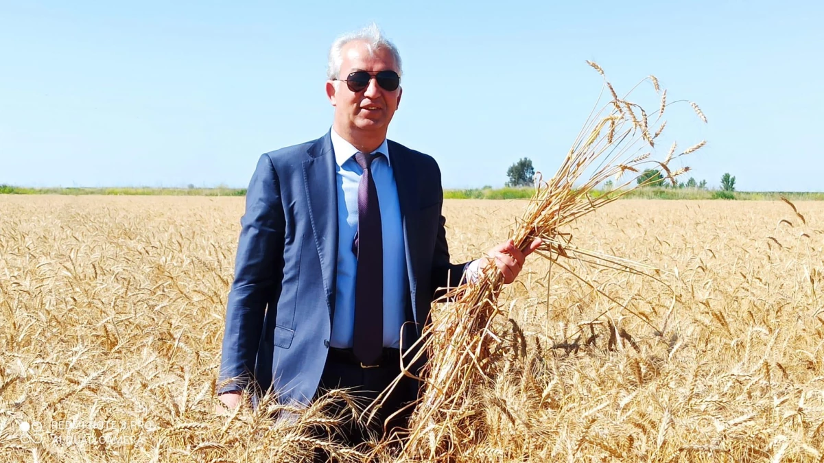 Tarsus\'ta yerli tohum ekimi yapılan buğday çeşitleri hasat edildi