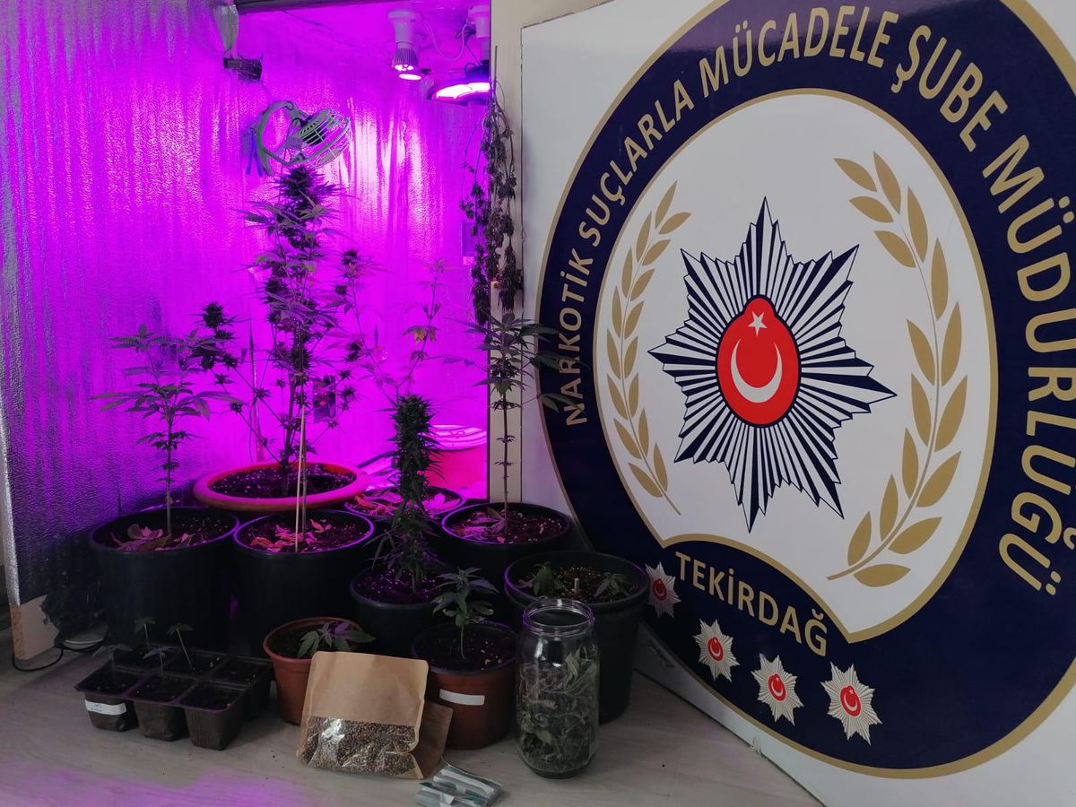 Tekirdağ\'da yasa dışı kenevir yetiştiriciliğine yönelik operasyonda 5 gözaltı