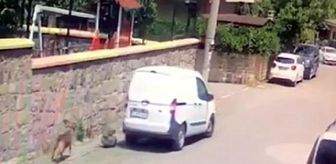 Araçla üzerinden geçtiği köpek öldü, üzüntüsü kamerada