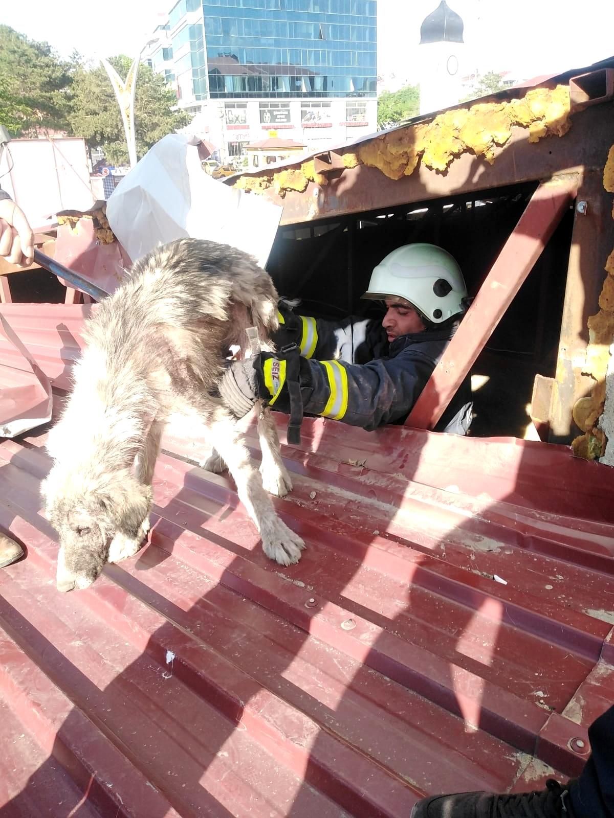 Çatıda mahsur kalan köpek kurtarıldı