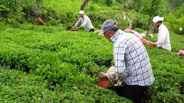 Çay sezonu hızlı başladı