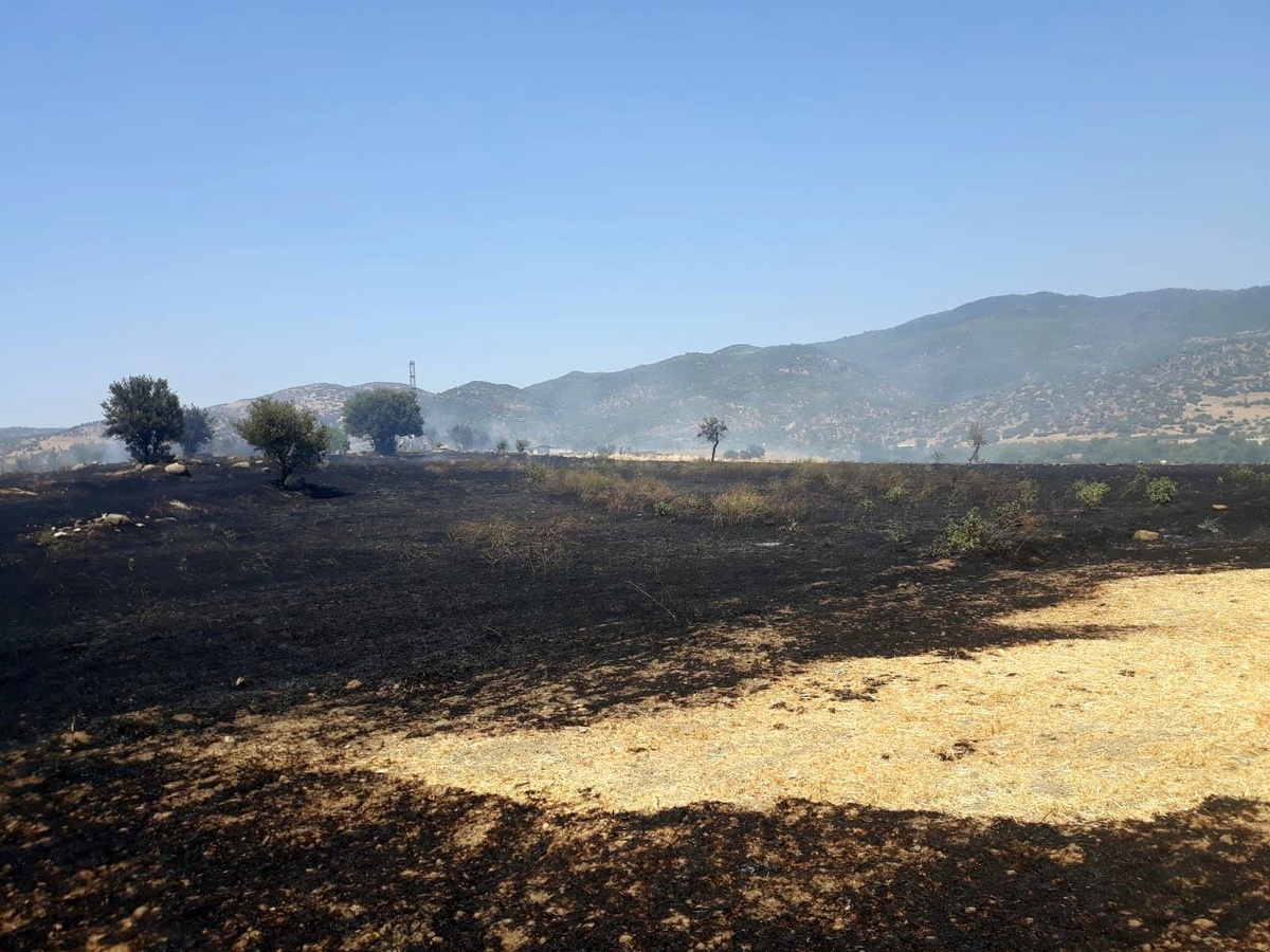 Çine\'de onlarca dönüm ekili arazi alevlere teslim oldu