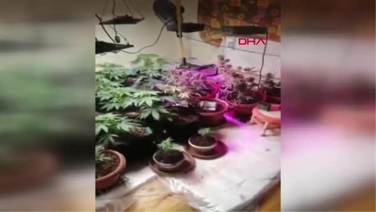 Evini uyuşturucu serasına çeviren şüpheli gözaltına alındı