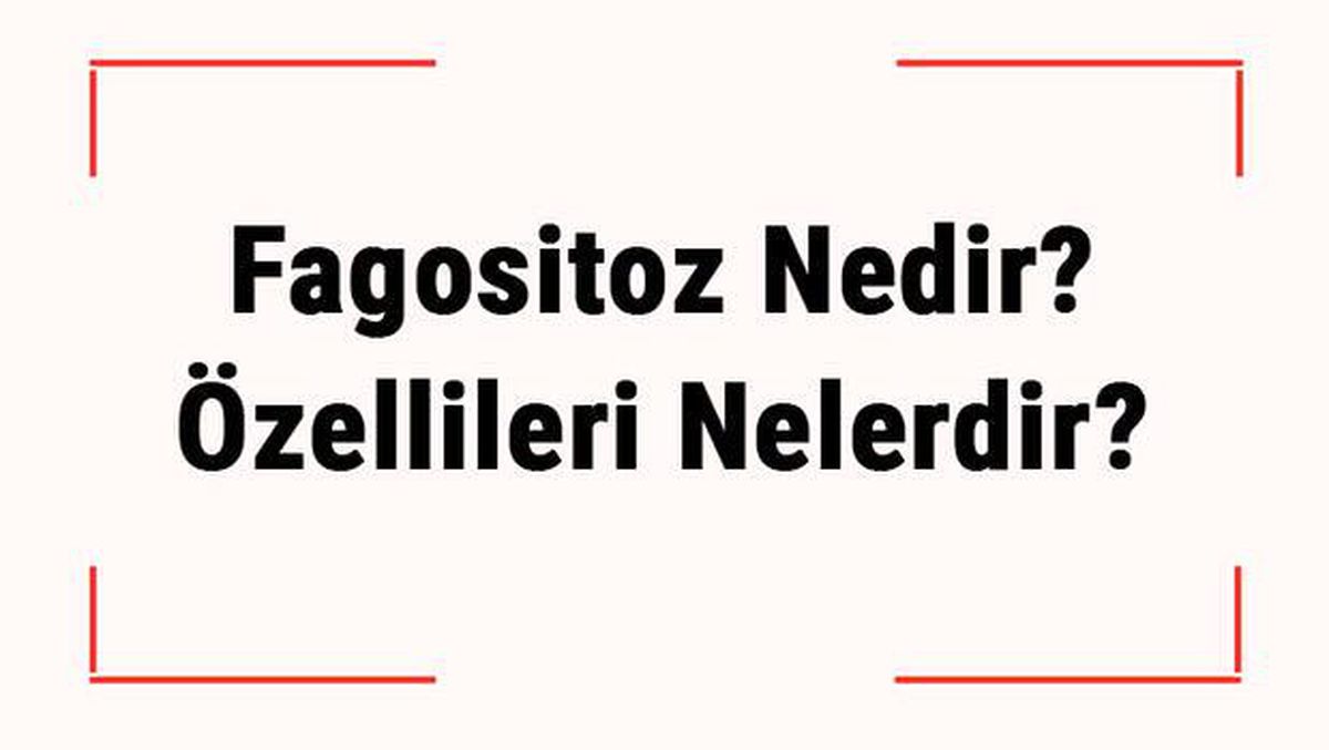 Fagositoz Nedir? Özellileri Nelerdir? Hangi Hücrelerde Görülür?