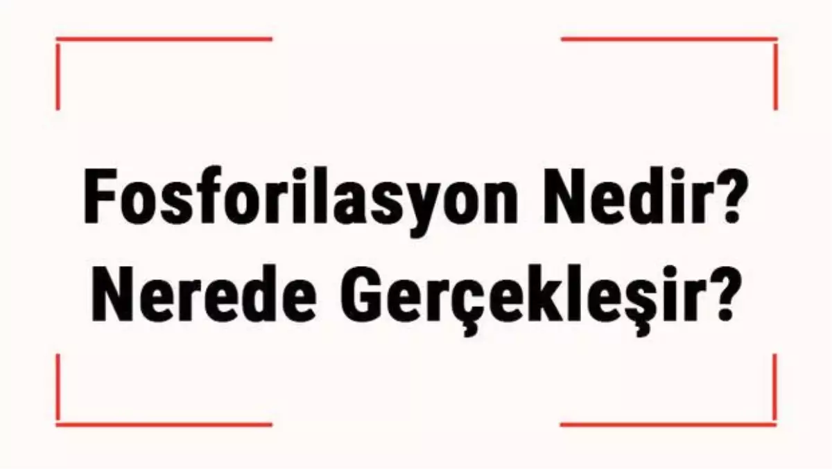 Fosforilasyon Nedir? Nerede Gerçekleşir? Fosforilasyon Tepkimesi Tüm Canlılarda Ortak Mıdır?