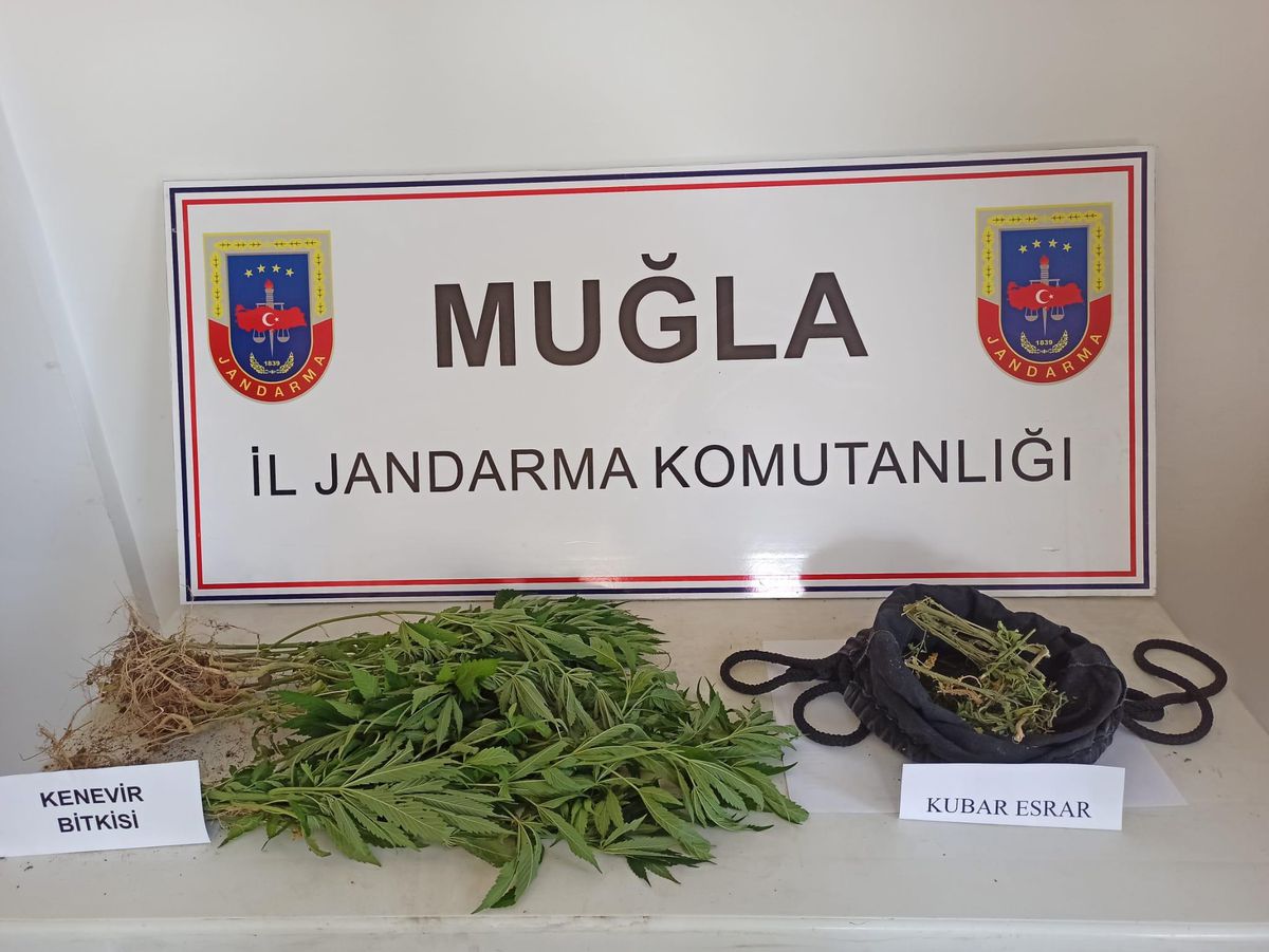 Muğla\'da ormanlık alana uyuşturucu ektiği iddia edilen şüpheli yakalandı
