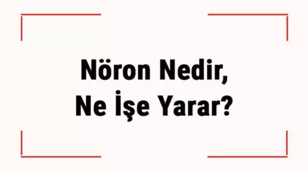 Nöron Nedir, Ne İşe Yarar? Nöron Beyinde Nerede Bulunur?