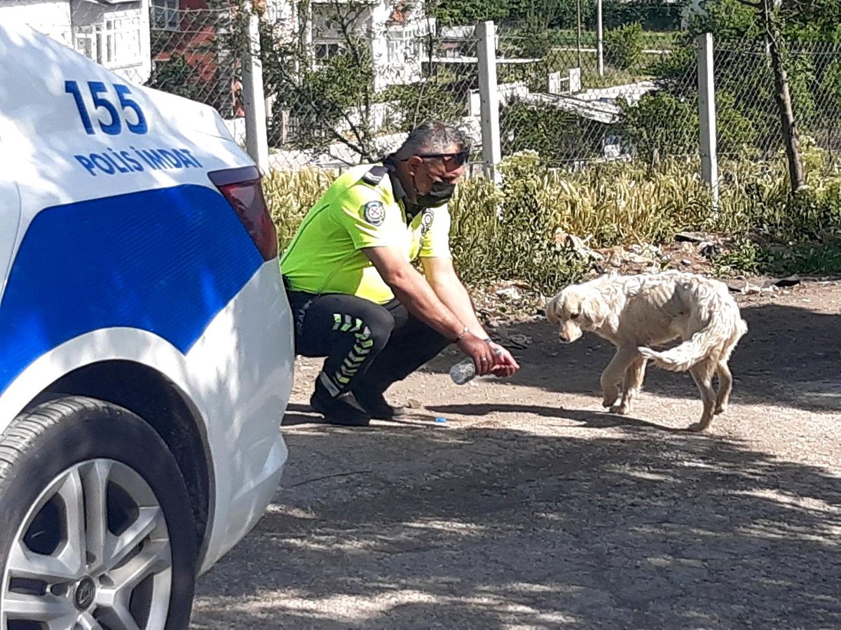 Son dakika haberleri! Polis, kendi suyunu sıcaktan bunalan köpeğe eliyle içirdi