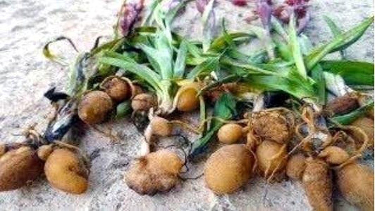 Safranbolu\'da salep toplayan kişi yakalandı