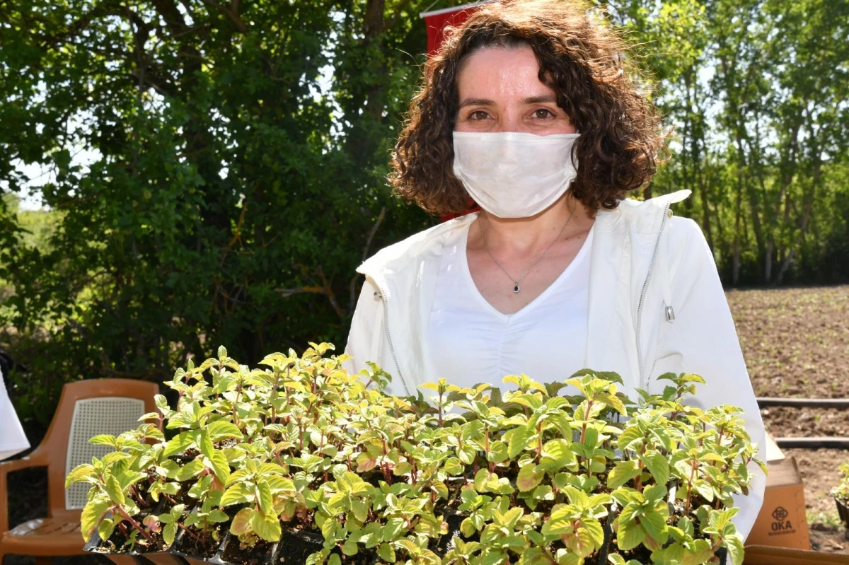 Samsun Büyükşehir Belediyesinden tıbbi aromatik bitki yetiştiriciliğine fide desteği