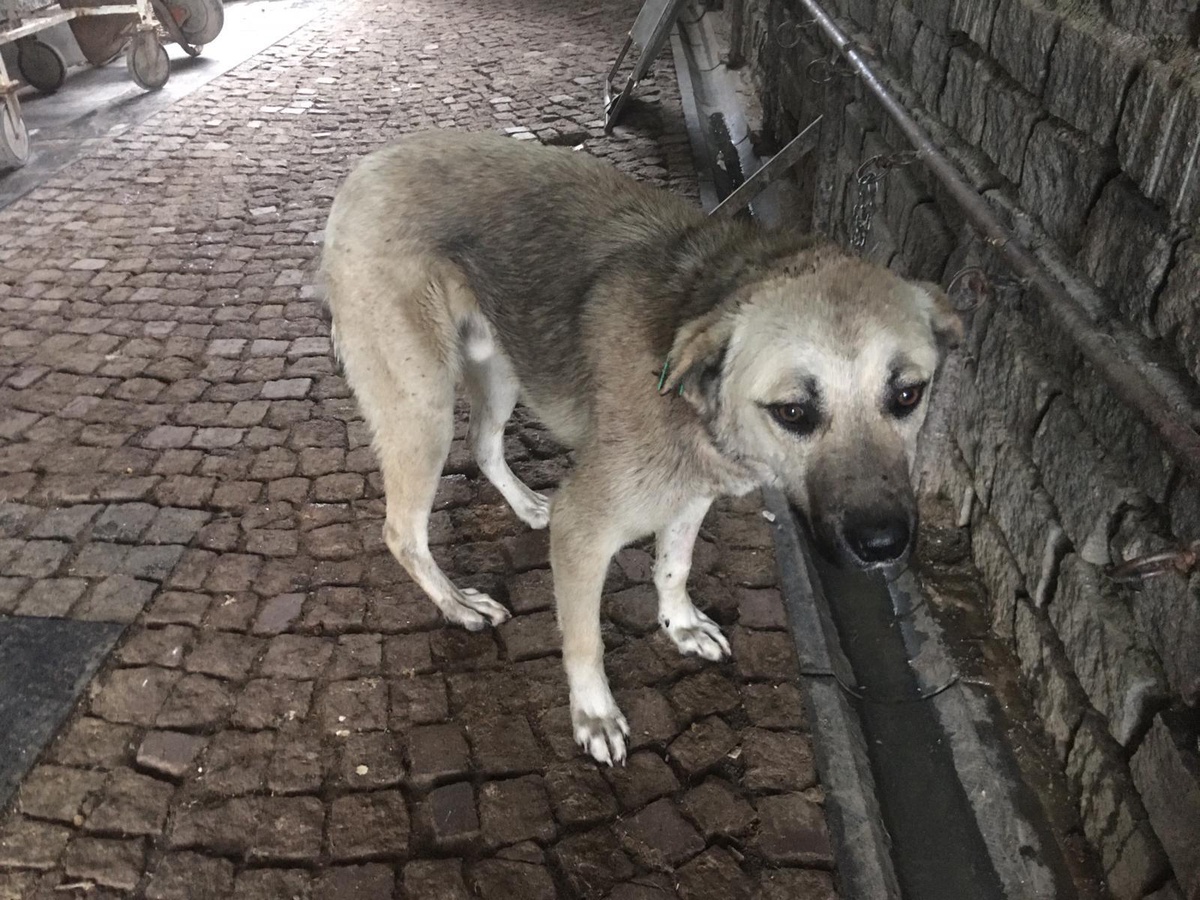Samsun\'da biri kulakları kesilmeye çalışılırken bulunan diğeri hasta iki sokak köpeği sağlığına kavuşturuldu