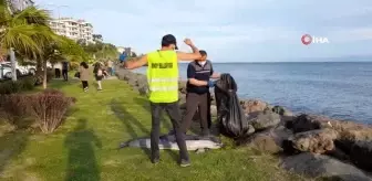 Son dakika haberleri! Sinop'ta ölü yunus kıyıya vurdu