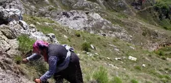 Sivas'ta kadınların dik yamaçlarda 'körmen otu' mesaisi
