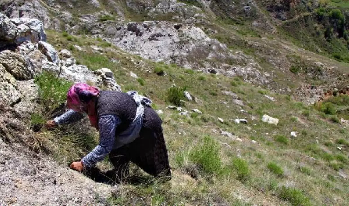 Sivas\'ta kadınların dik yamaçlarda \'körmen otu\' mesaisi
