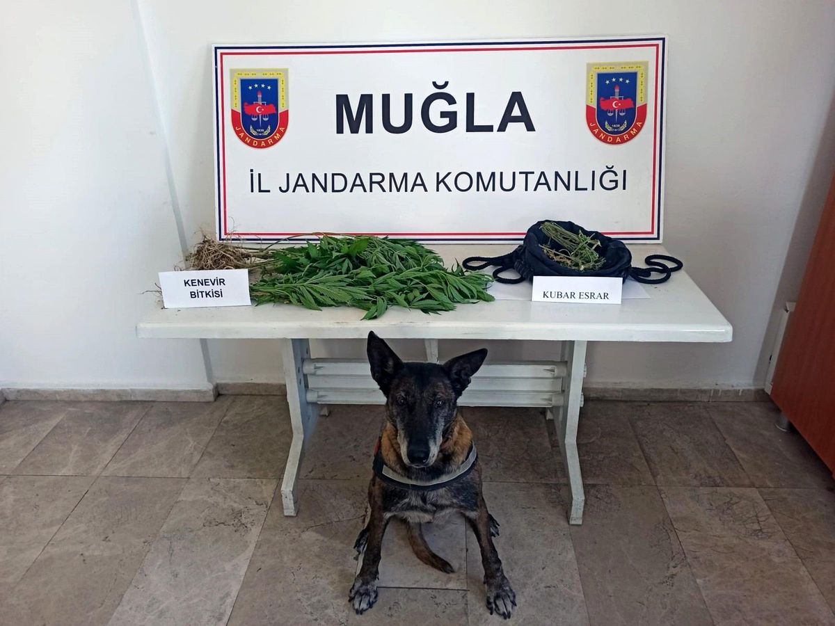 Ula\'da kenevir operasyonu
