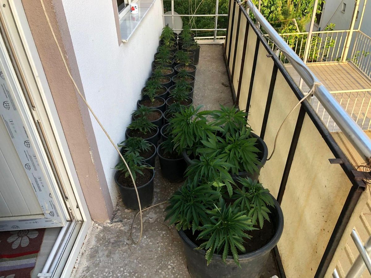 Uşak\'ta 36 kök Hint keneviri ele geçirildi