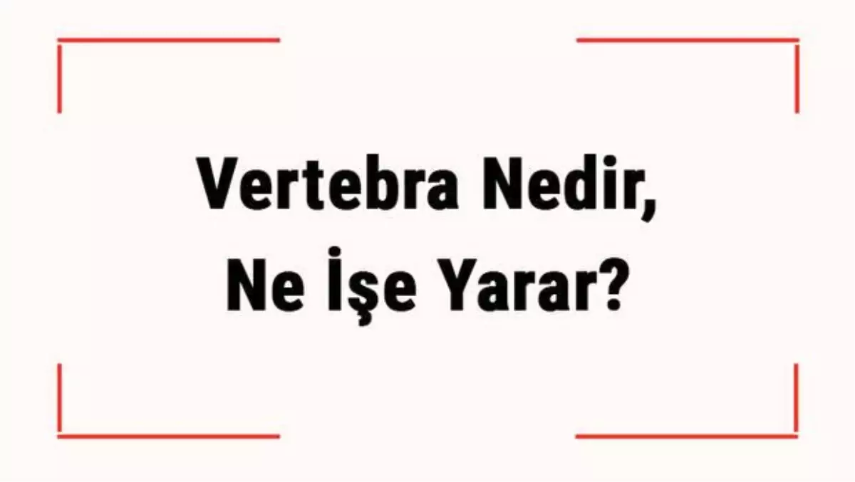 Vertebra Nedir, Ne İşe Yarar? Servikal, Lomber Vertebra Neresi? Vertebra Kaç Tanedir?