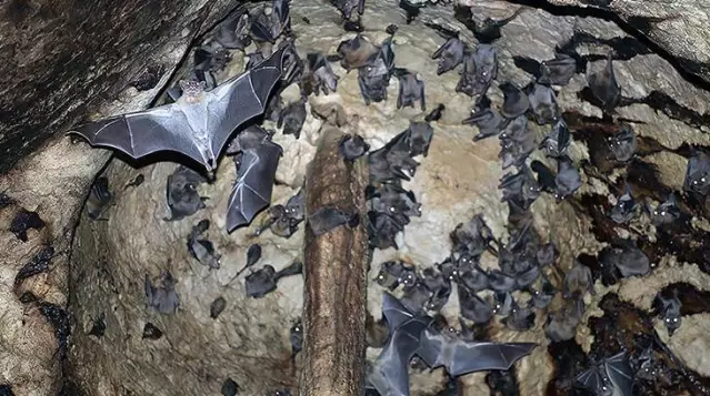 Yarasalarda görülen koronavirüslerin soy ağacında yeni bir dala rastlandı Yarasalarda görülen koronavirüslerin soy ağacında yeni bir dala rastlandı